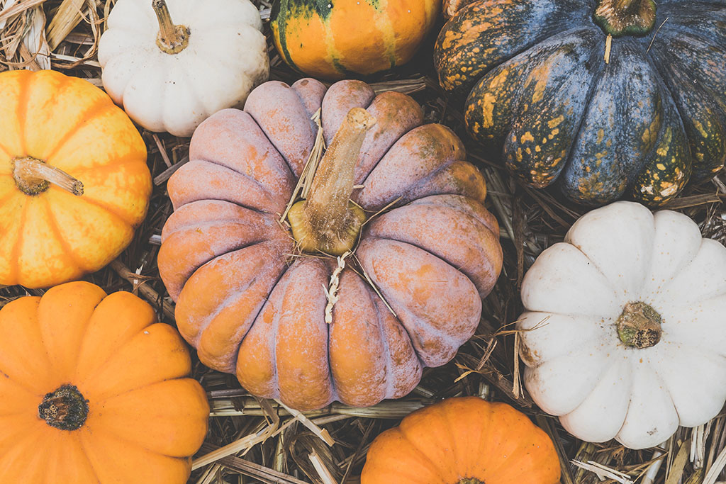 decorative photo of assorted fall pumpkins