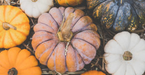 decorative photo of assorted fall pumpkins