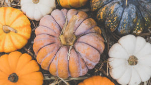 decorative photo of assorted fall pumpkins